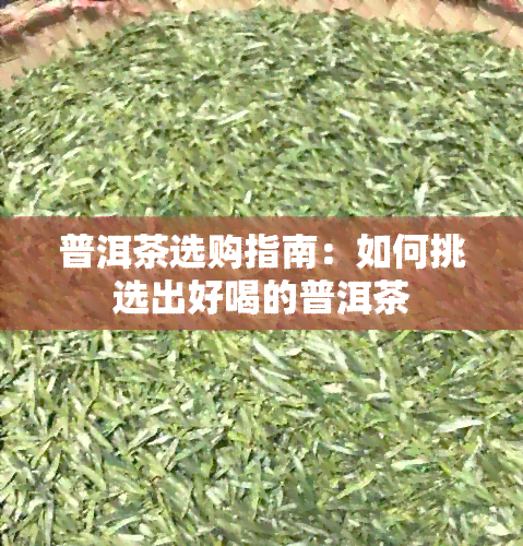 普洱茶选购指南：如何挑选出好喝的普洱茶