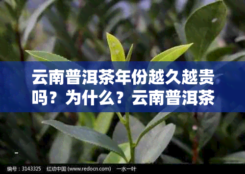 云南普洱茶年份越久越贵吗？为什么？云南普洱茶年份越老越好吗？