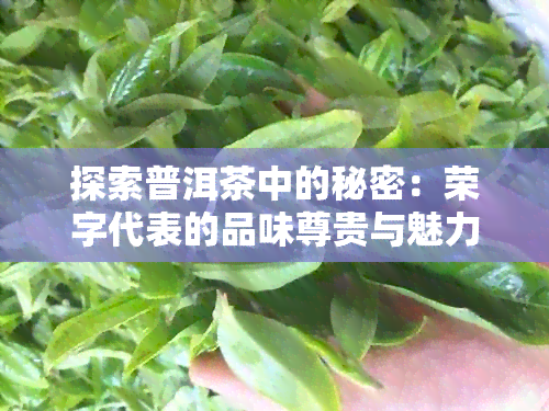 探索普洱茶中的秘密：荣字代表的品味尊贵与魅力