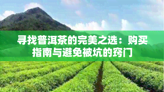 寻找普洱茶的完美之选：购买指南与避免被坑的窍门