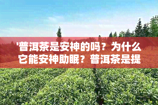 '普洱茶是安神的吗？为什么它能安神助眠？普洱茶是提神还是安神？'