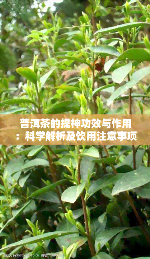 普洱茶的提神功效与作用：科学解析及饮用注意事项