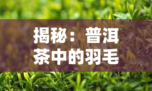 揭秘：普洱茶中的羽毛来源及其对茶叶品质的影响