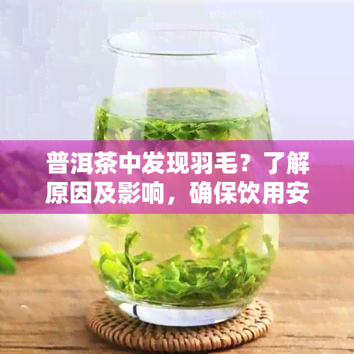 普洱茶中发现羽毛？了解原因及影响，确保饮用安全与品质