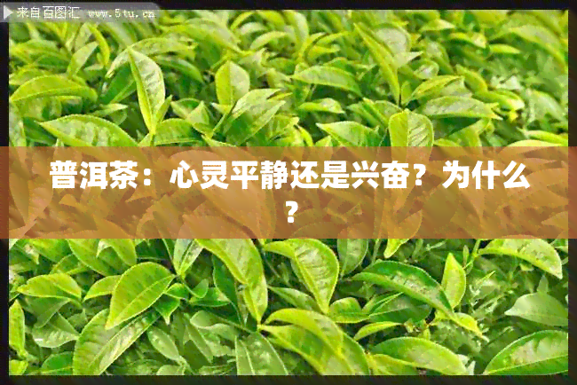 普洱茶：心灵平静还是兴奋？为什么？