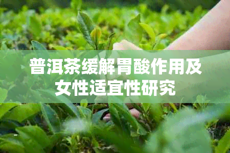 普洱茶缓解胃酸作用及女性适宜性研究