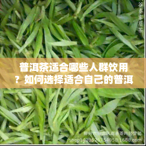 普洱茶适合哪些人群饮用？如何选择适合自己的普洱茶？