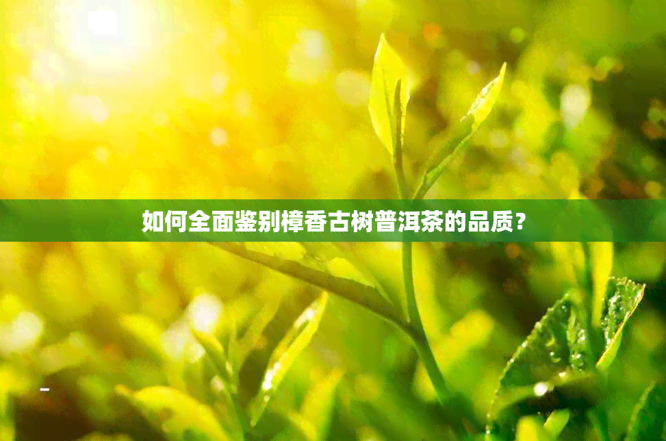 如何全面鉴别樟香古树普洱茶的品质？