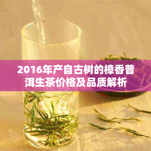 2016年产自古树的樟香普洱生茶价格及品质解析