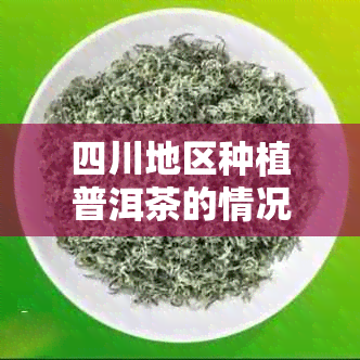 四川地区种植普洱茶的情况及其对茶叶品质的影响分析