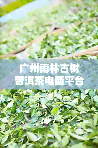 广州雨林古树普洱茶电商平台官网