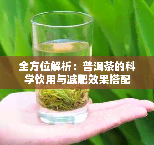 全方位解析：普洱茶的科学饮用与减肥效果搭配