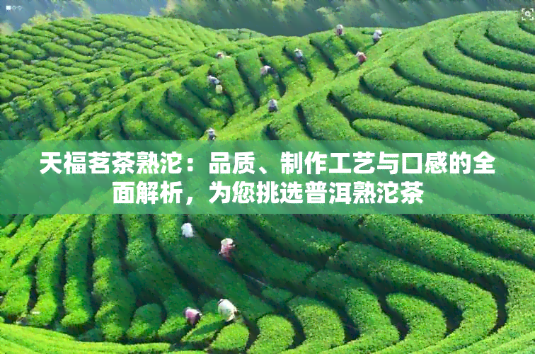 天福茗茶熟沱：品质、制作工艺与口感的全面解析，为您挑选普洱熟沱茶