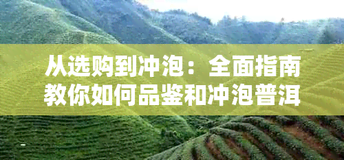 从选购到冲泡：全面指南教你如何品鉴和冲泡普洱新茶