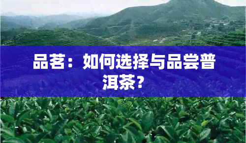 品茗：如何选择与品尝普洱茶？