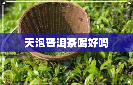 天泡普洱茶喝好吗