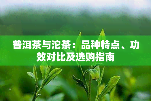 普洱茶与沱茶：品种特点、功效对比及选购指南