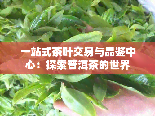 一站式茶叶交易与品鉴中心：探索普洱茶的世界