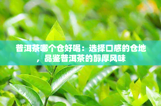 普洱茶哪个仓好喝：选择口感的仓地，品鉴普洱茶的醇厚风味