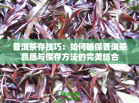 普洱茶存技巧：如何确保普洱茶品质与保存方法的完美结合