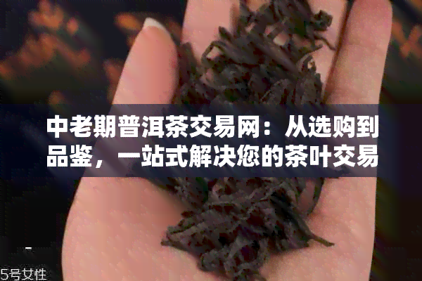 中老期普洱茶交易网：从选购到品鉴，一站式解决您的茶叶交易疑问与需求