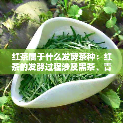 红茶属于什么发酵茶种：红茶的发酵过程涉及黑茶、青茶和乌龙茶等多个茶种。