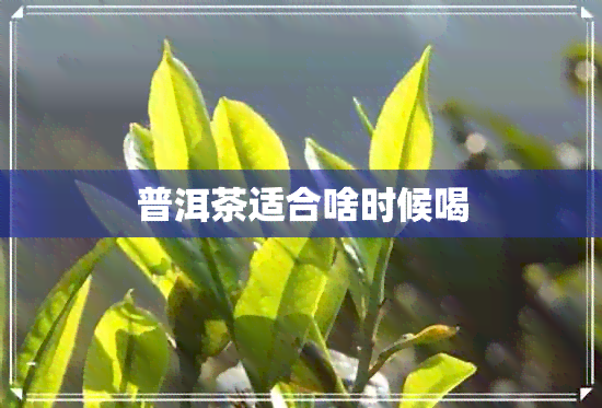 普洱茶适合啥时候喝