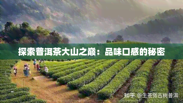 探索普洱茶大山之巅：品味口感的秘密