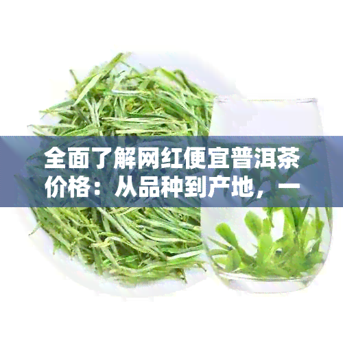 全面了解网红便宜普洱茶价格：从品种到产地，一次看清各类普洱茶的价格指南