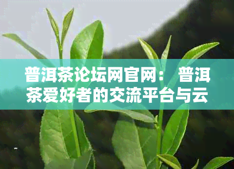 普洱茶论坛网官网： 普洱茶爱好者的交流平台与云南论坛