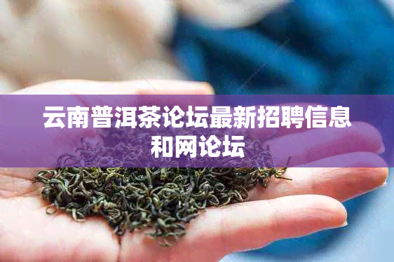 云南普洱茶论坛最新招聘信息和网论坛