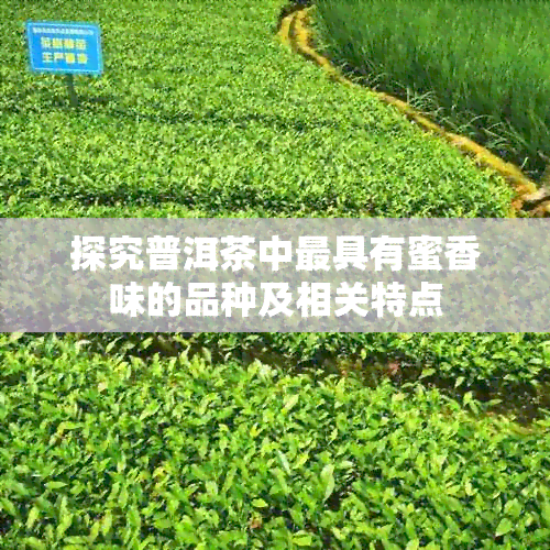 探究普洱茶中更具有蜜香味的品种及相关特点