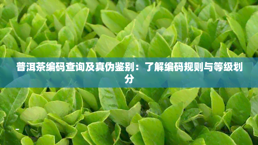 普洱茶编码查询及真伪鉴别：了解编码规则与等级划分