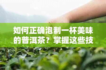 如何正确泡制一杯美味的普洱茶？掌握这些技巧让茶更好喝