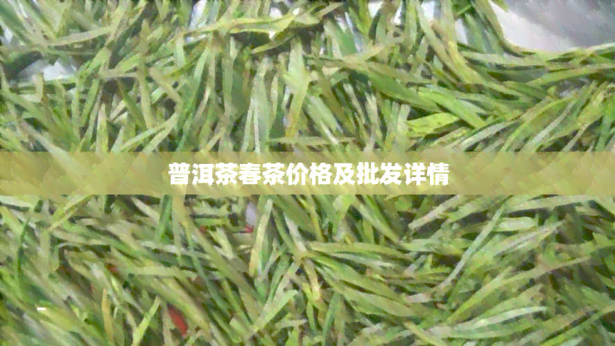 普洱茶春茶价格及批发详情