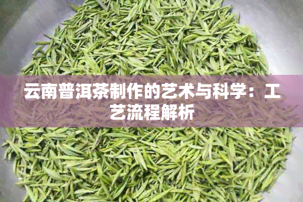 云南普洱茶制作的艺术与科学：工艺流程解析