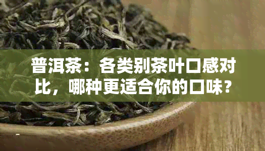 普洱茶：各类别茶叶口感对比，哪种更适合你的口味？