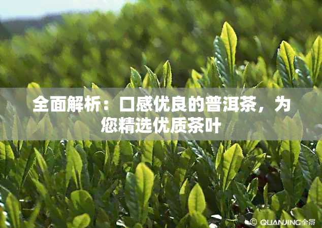 全面解析：口感优良的普洱茶，为您精选优质茶叶