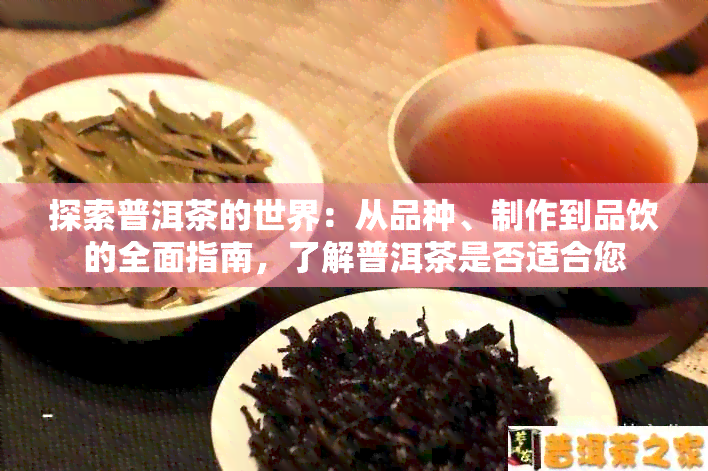 探索普洱茶的世界：从品种、制作到品饮的全面指南，了解普洱茶是否适合您