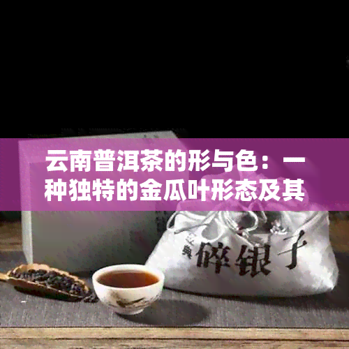 云南普洱茶的形与色：一种独特的金瓜叶形态及其工艺特点