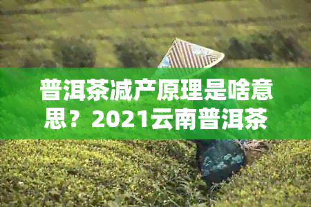 普洱茶减产原理是啥意思？2021云南普洱茶产量下降原因解析