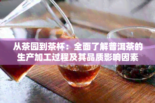 从茶园到茶杯：全面了解普洱茶的生产加工过程及其品质影响因素