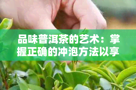 品味普洱茶的艺术：掌握正确的冲泡方法以享受醇厚口感