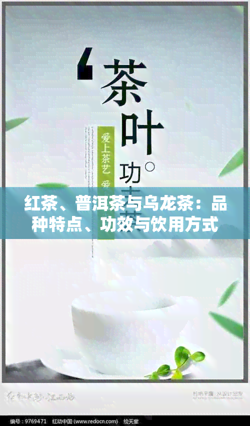 红茶、普洱茶与乌龙茶：品种特点、功效与饮用方式全面解析