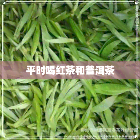 平时喝红茶和普洱茶