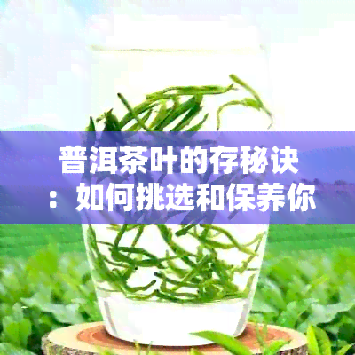 普洱茶叶的存秘诀：如何挑选和保养你的生茶