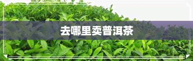 去哪里卖普洱茶