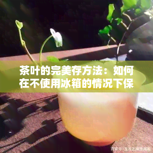 茶叶的完美存方法：如何在不使用冰箱的情况下保持其新度