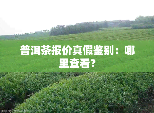 普洱茶报价真假鉴别：哪里查看？