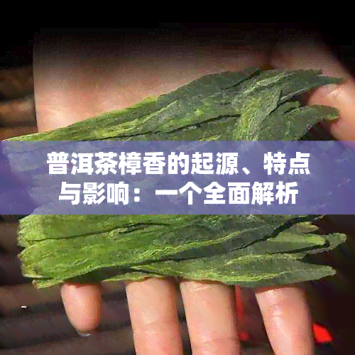 普洱茶樟香的起源、特点与影响：一个全面解析